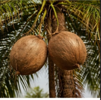 Noix de coco – 100 g